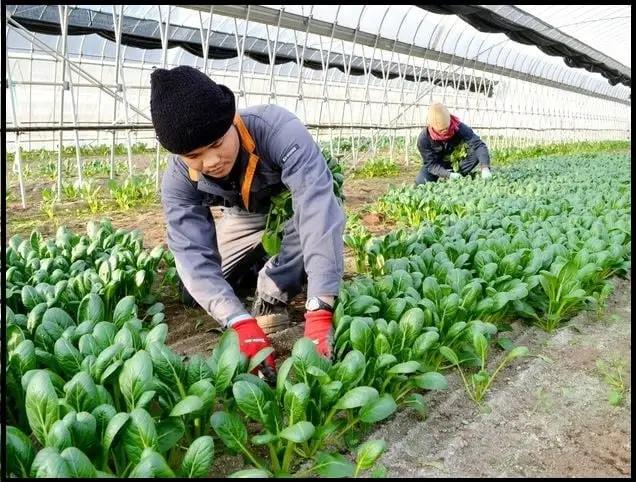Two people tending to plants in a greenhouse.